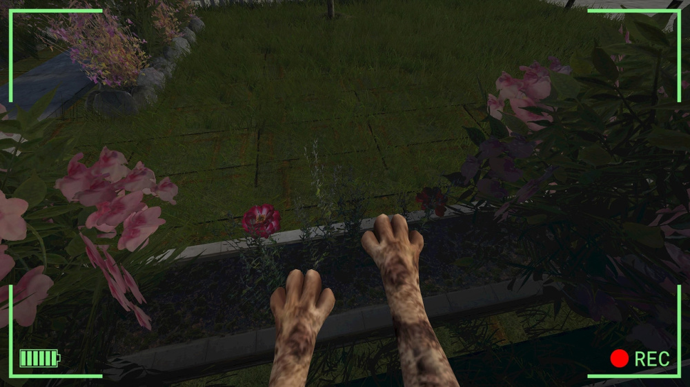 多種貓咪花色可供選擇