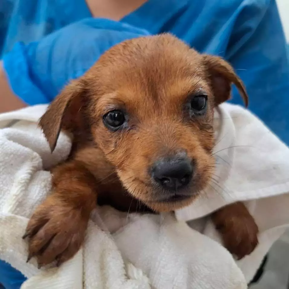 公益商店領養資訊